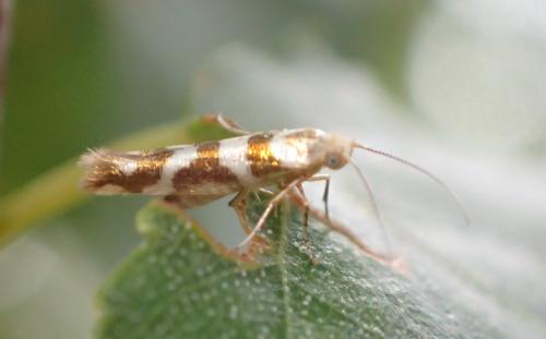 Argyresthia goedartella